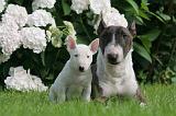 BULL TERRIER MINIATURE 162